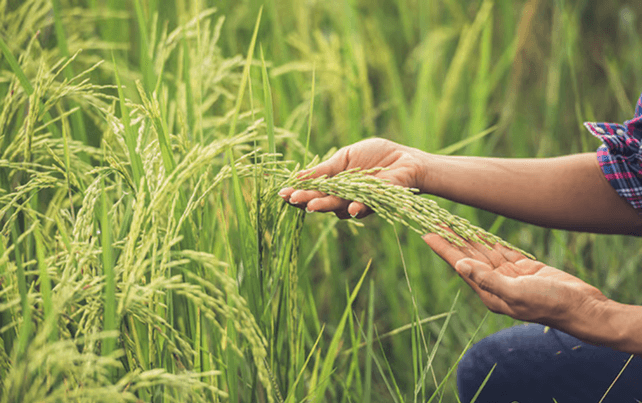Shivprasad Agrotech Private Limited