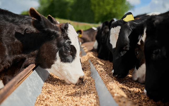 Shivprasad Cattle Feeds Private Limited